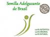 Foto de Semilla de brasil adelgazante natural