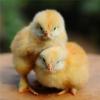 Foto de Pollos show